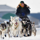 Image for article titled Iditarod Musher Limiting Self To Eating Just One Husky Per Day